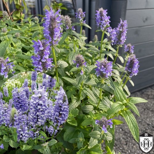 Nepeta nervosa 'Blue Moon' - Sooniline naistenõges 'Blue Moon' P9/0,55L